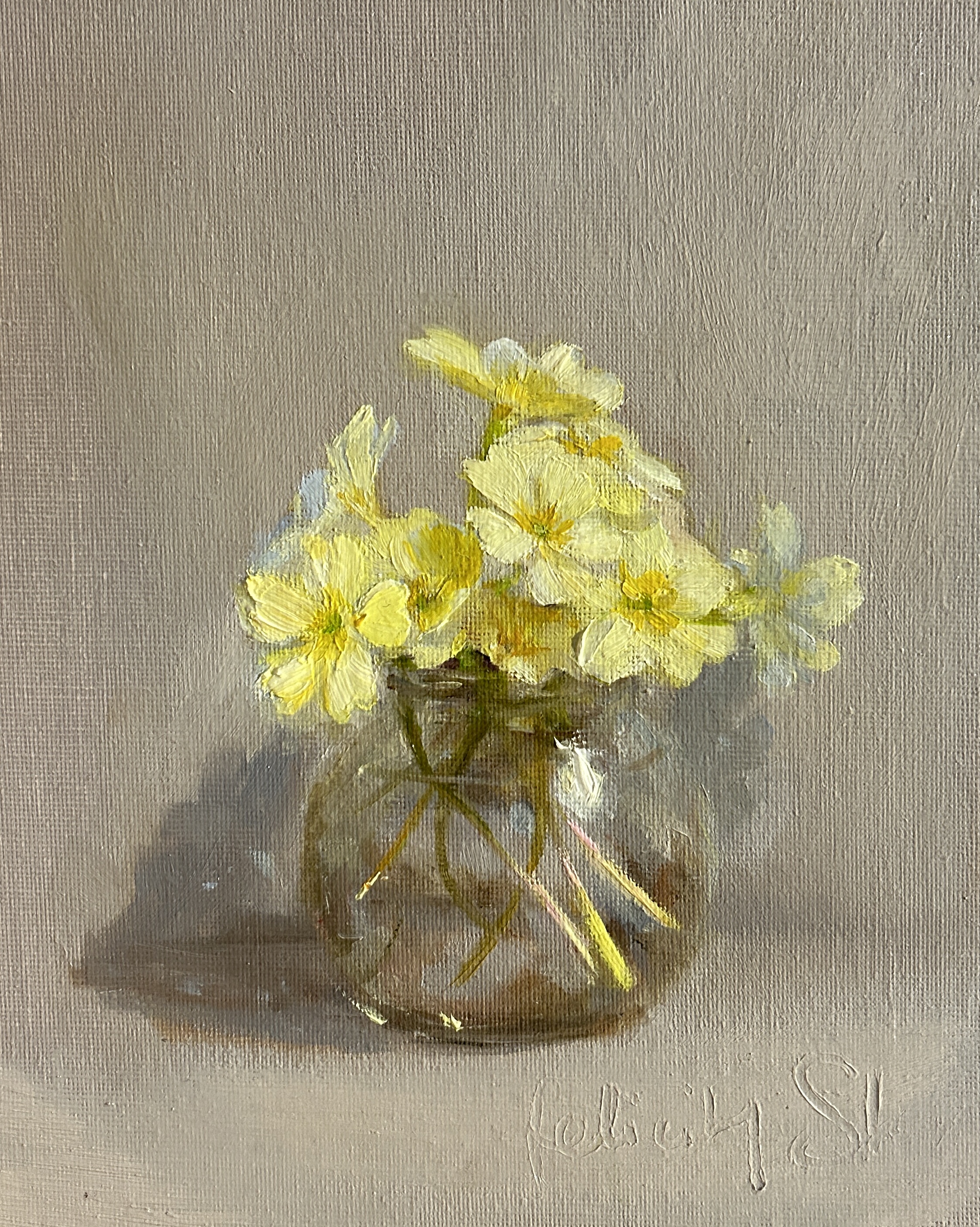 Primroses