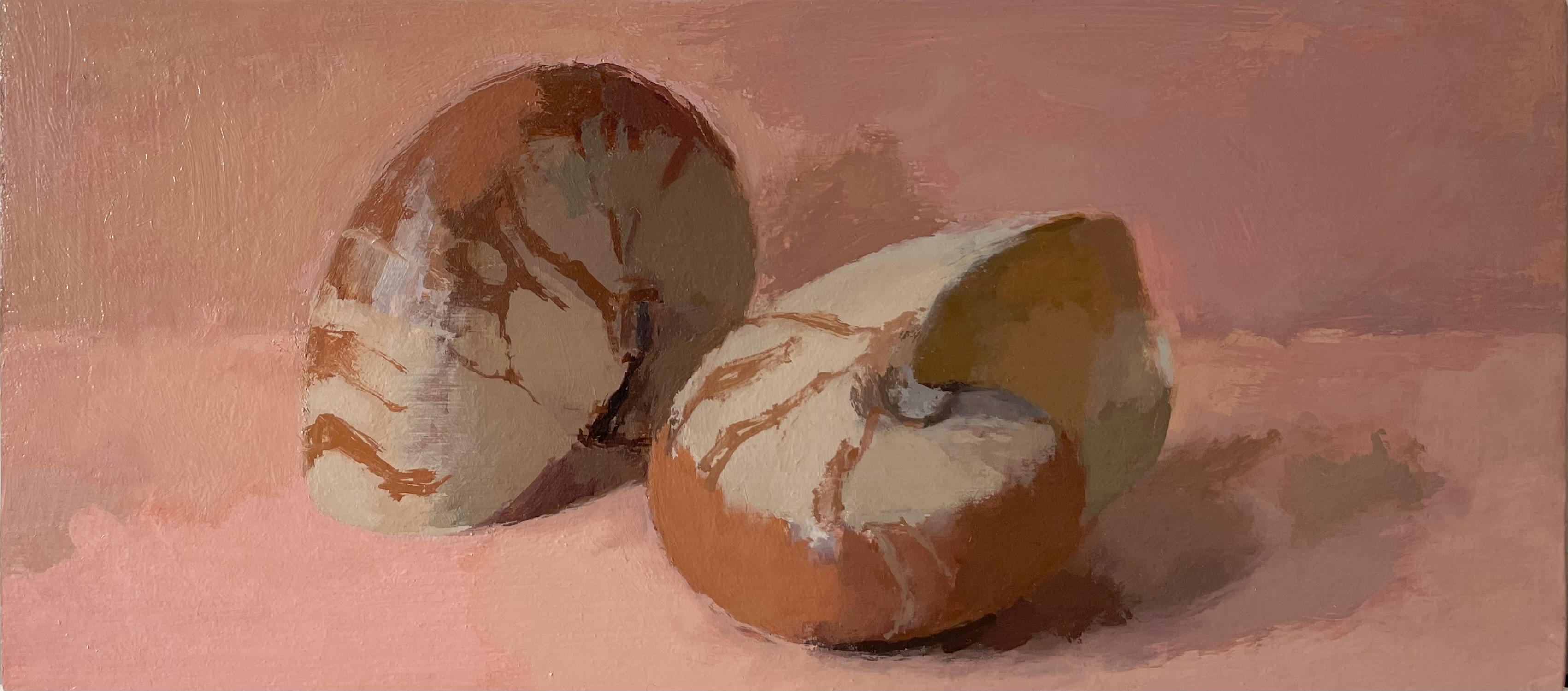 Endangered Nautilus Shells (Sourced from an Old Collection)