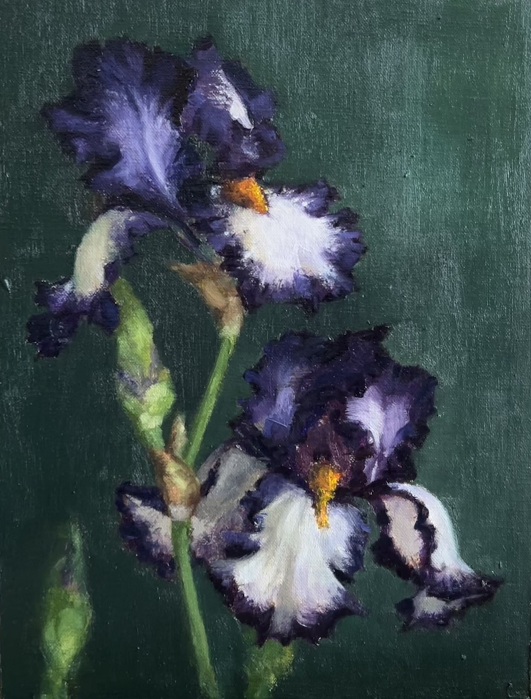 Evening Irises