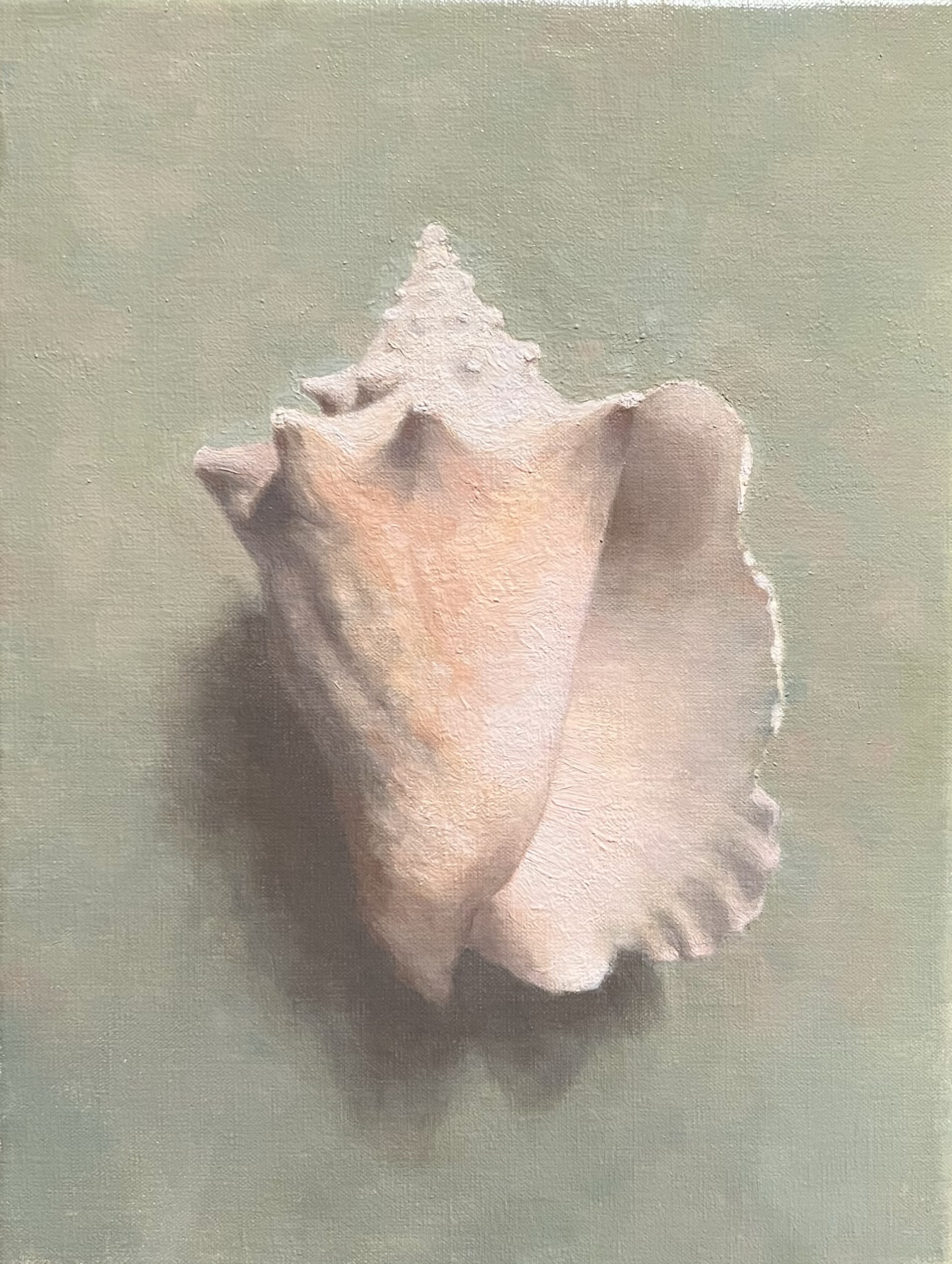 Portrait of a Shell
