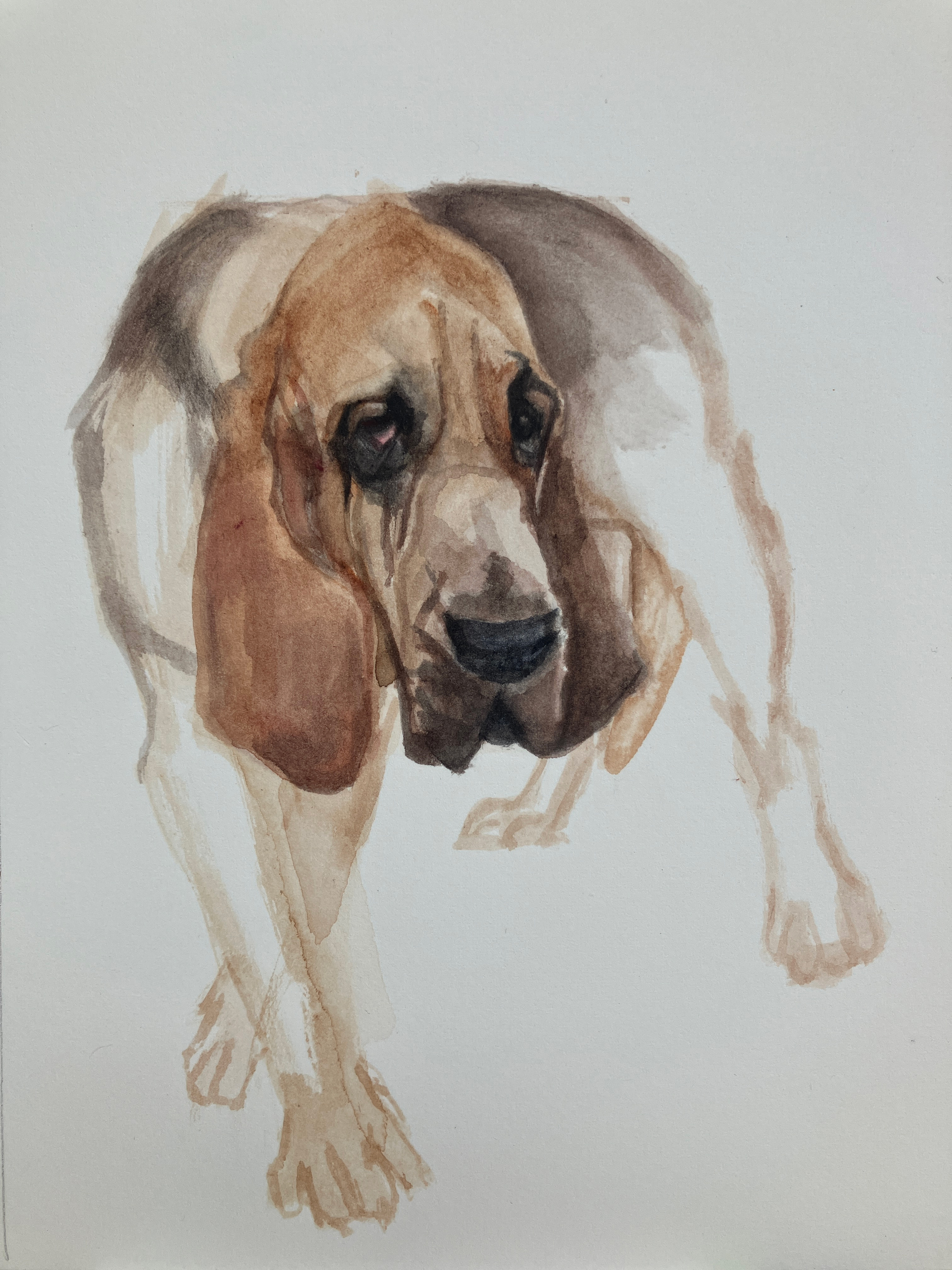 Bloodhound Turning