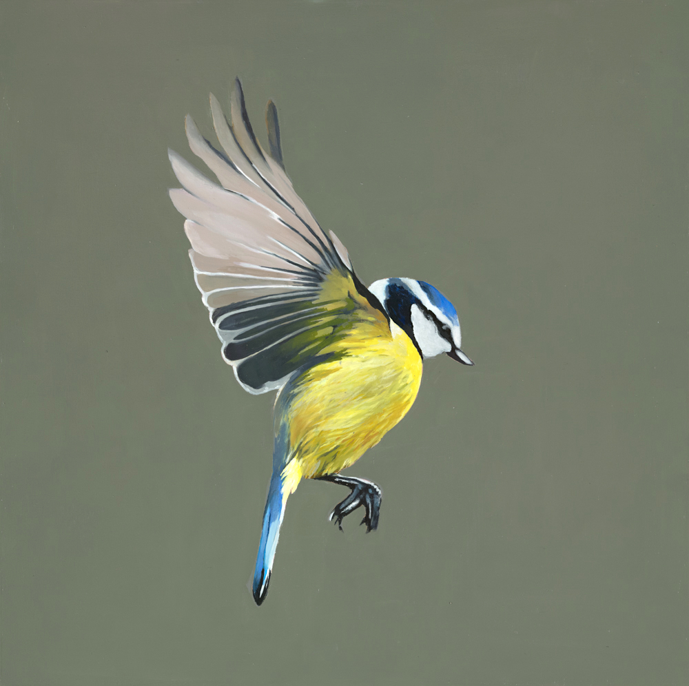 Secret Garden (Blue Tit)
