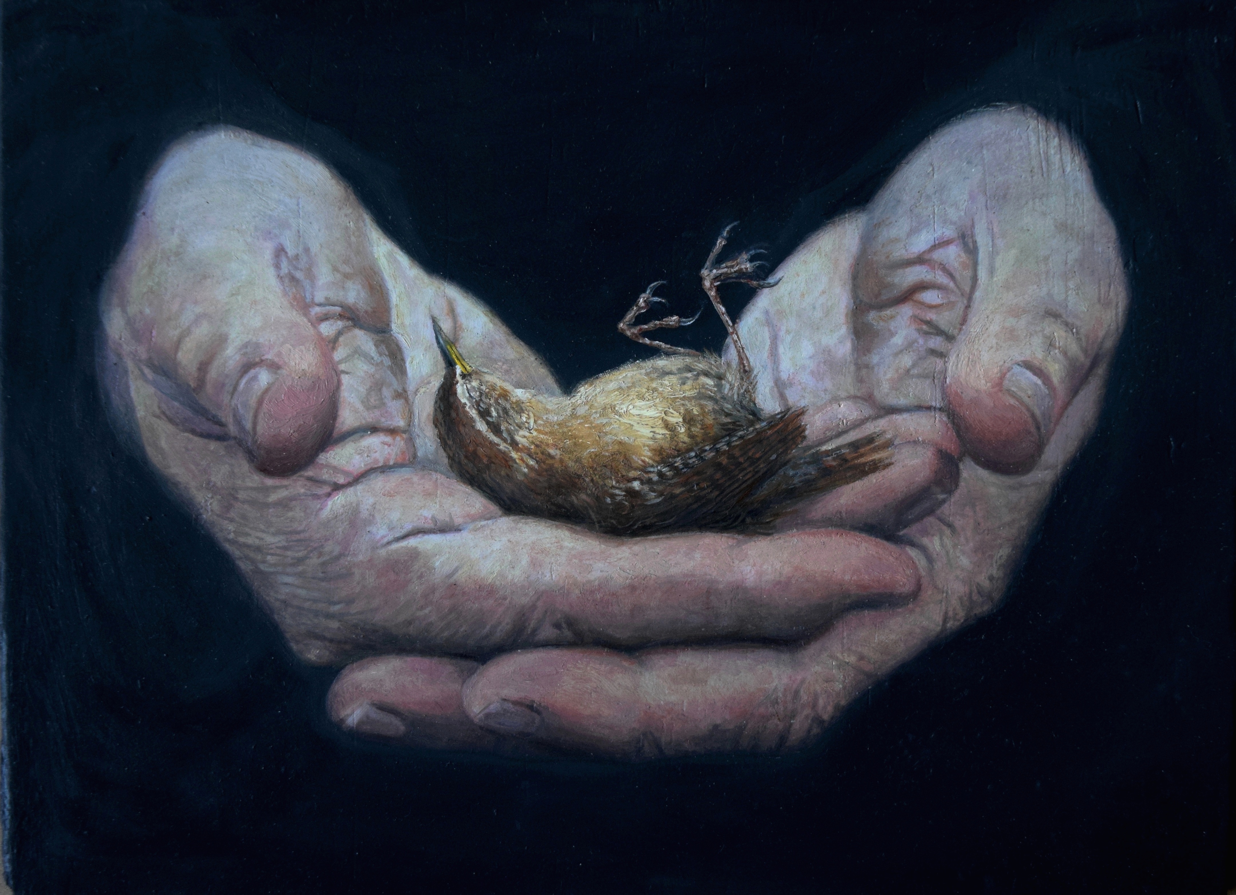 Augery (Blakes Little Wren)